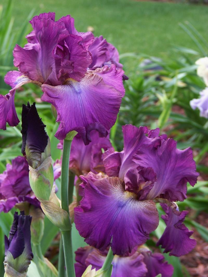Photo of Tall Bearded Iris (Iris 'Deliberately Different') uploaded by mattsmom