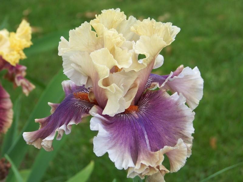 Photo of Tall Bearded Iris (Iris 'Smoke and Thunder') uploaded by mattsmom