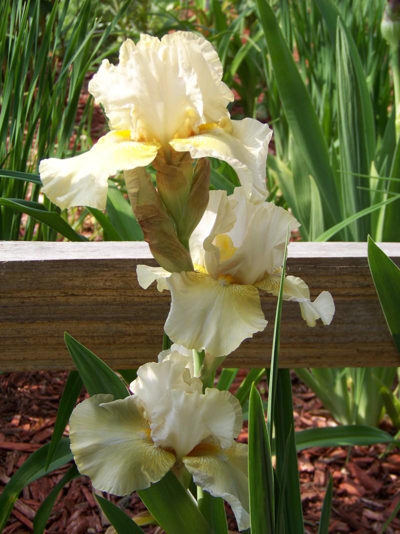 Photo of Tall Bearded Iris (Iris 'Lenora Suzzette') uploaded by mattsmom