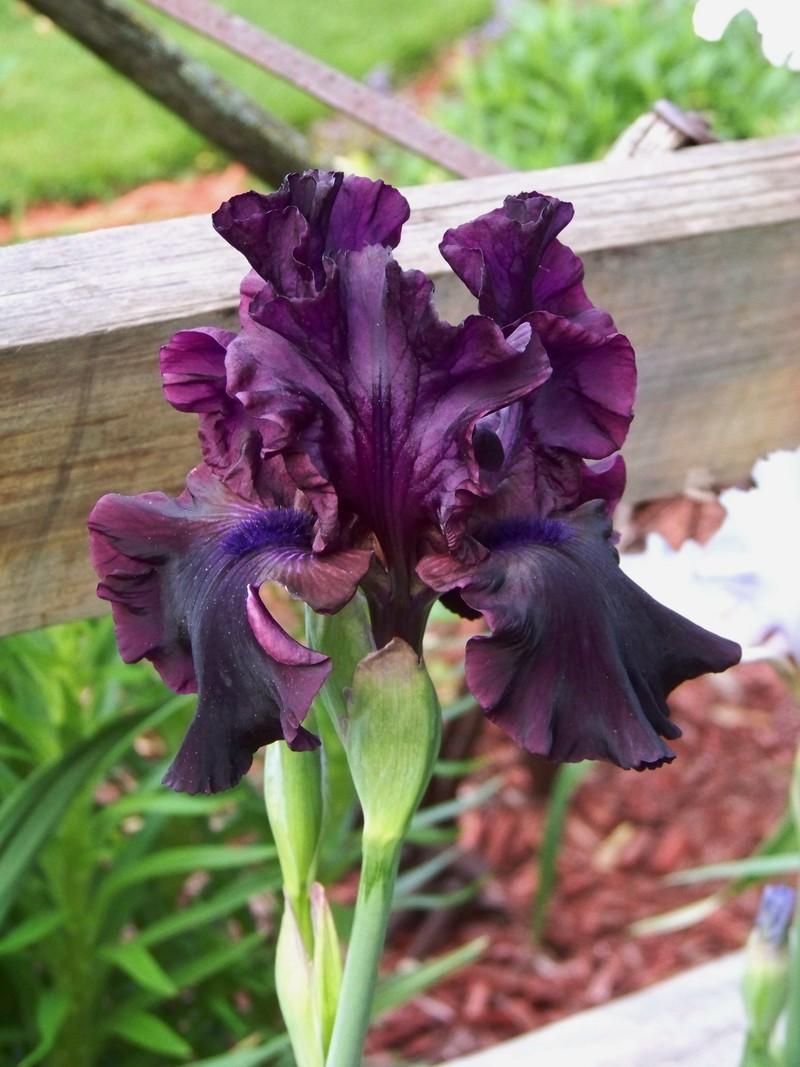 Photo of Tall Bearded Iris (Iris 'Ebony Angel') uploaded by mattsmom