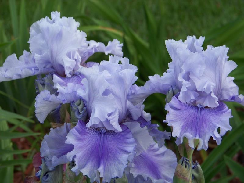 Photo of Tall Bearded Iris (Iris 'Solo Flight') uploaded by mattsmom