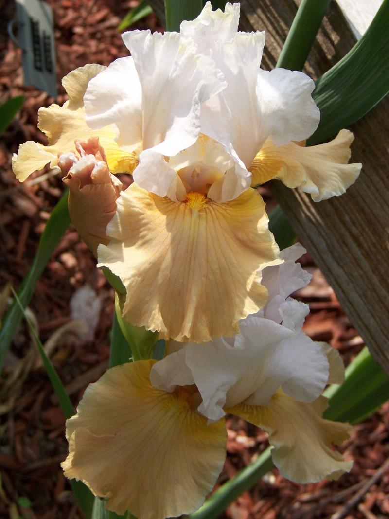 Photo of Tall Bearded Iris (Iris 'Champagne Elegance') uploaded by mattsmom