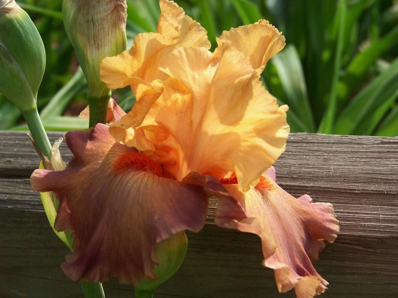 Photo of Tall Bearded Iris (Iris 'Rio') uploaded by mattsmom
