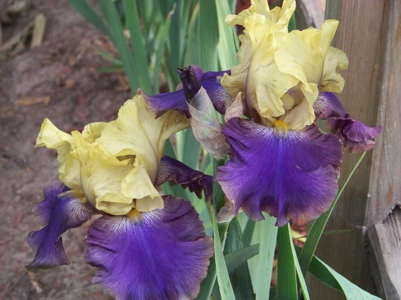 Photo of Tall Bearded Iris (Iris 'Jurassic Park') uploaded by mattsmom