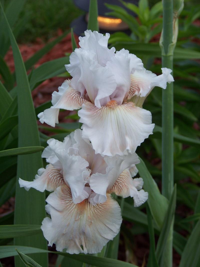Photo of Tall Bearded Iris (Iris 'Ask a Lady') uploaded by mattsmom