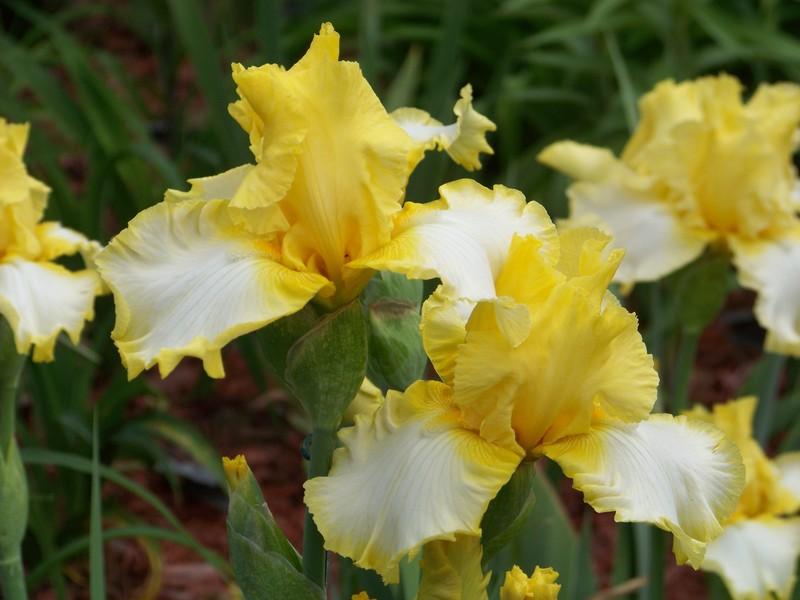 Photo of Tall Bearded Iris (Iris 'Sunray Reflection') uploaded by mattsmom
