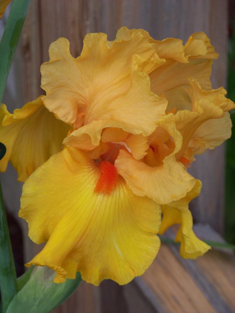 Photo of Tall Bearded Iris (Iris 'Tumalo Sunset') uploaded by mattsmom