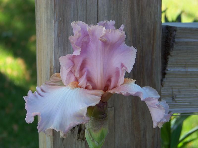 Photo of Tall Bearded Iris (Iris 'Designer Gown') uploaded by mattsmom