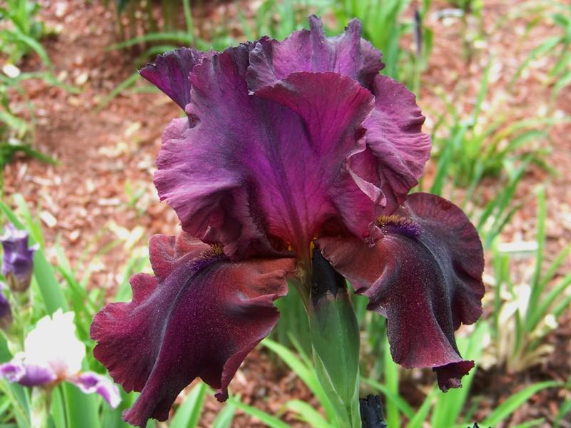 Photo of Tall Bearded Iris (Iris 'Big Apple') uploaded by mattsmom