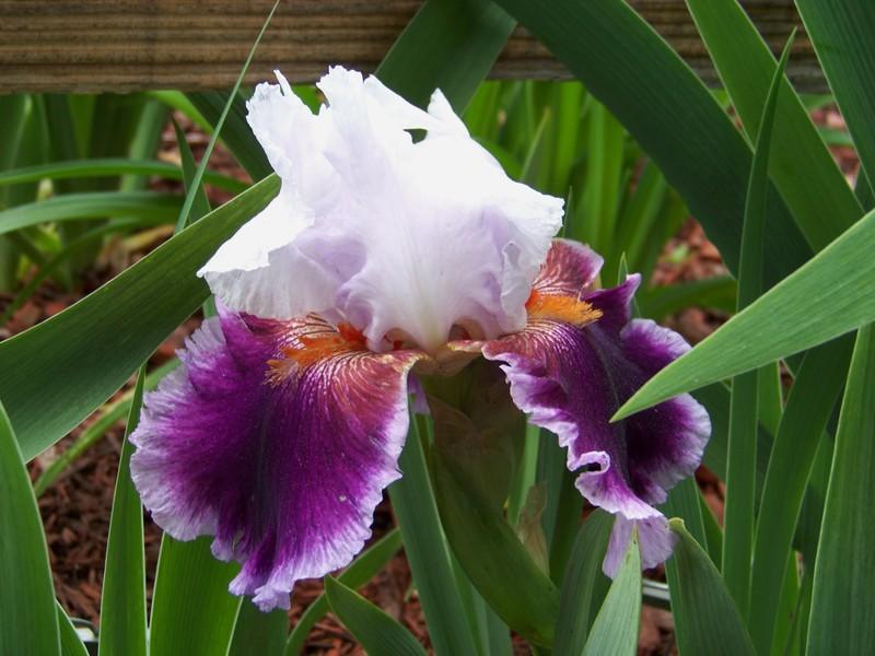 Photo of Tall Bearded Iris (Iris 'Gracious Curves') uploaded by mattsmom
