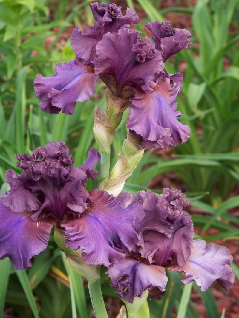 Photo of Tall Bearded Iris (Iris 'Thundermaker') uploaded by mattsmom