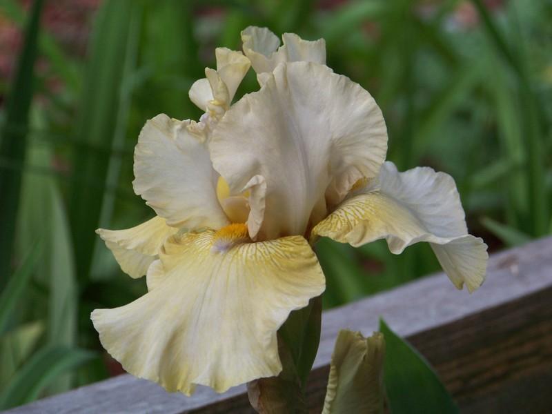 Photo of Tall Bearded Iris (Iris 'Lenora Suzzette') uploaded by mattsmom