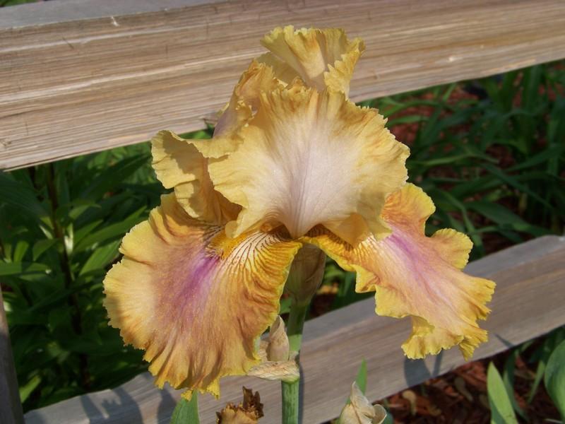 Photo of Tall Bearded Iris (Iris 'Polish Princess') uploaded by mattsmom
