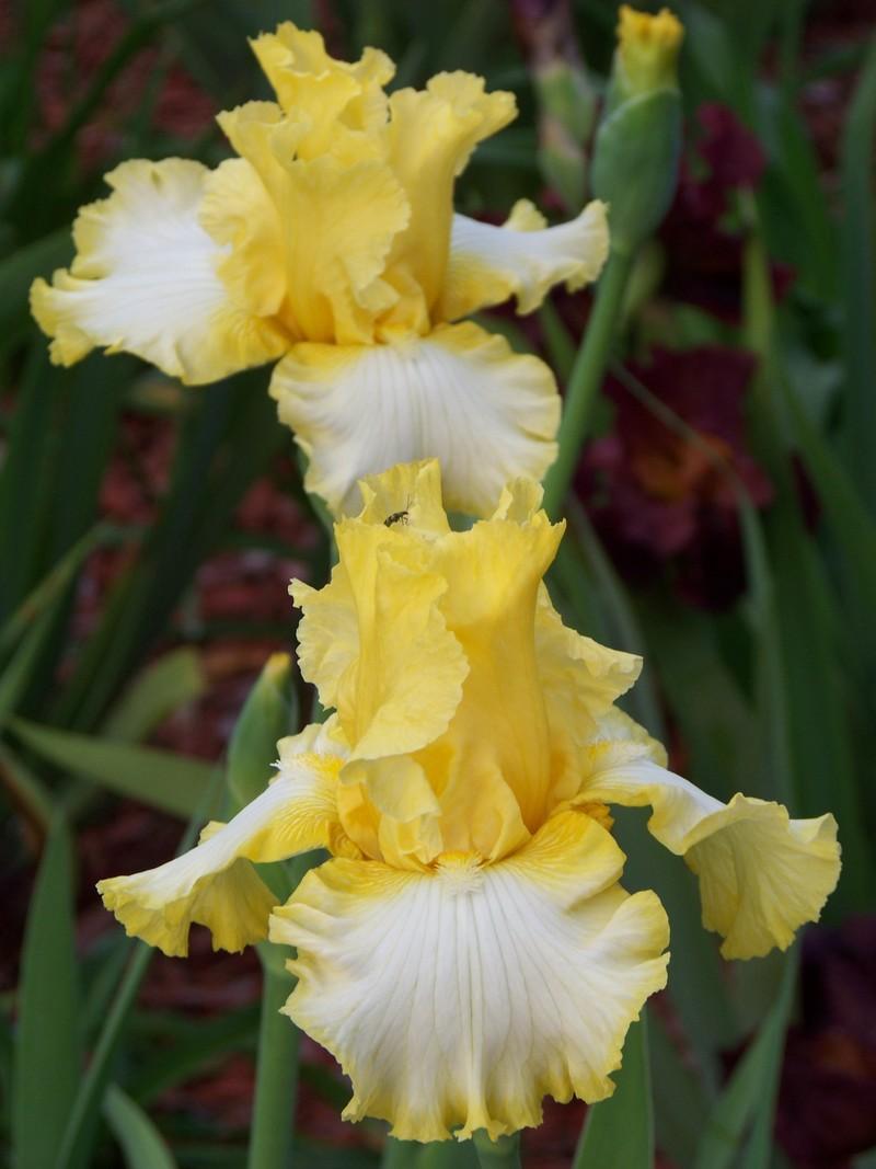 Photo of Tall Bearded Iris (Iris 'Sunray Reflection') uploaded by mattsmom