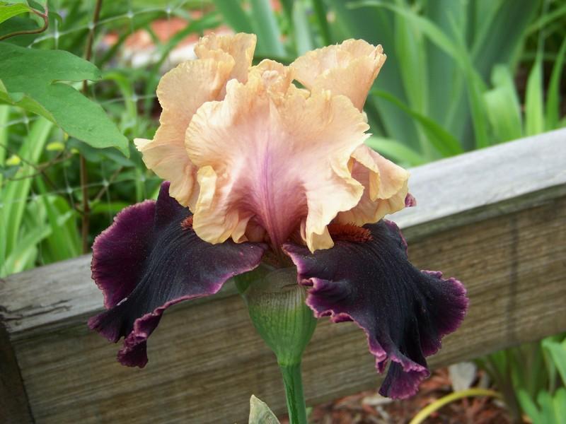 Photo of Tall Bearded Iris (Iris 'Prague') uploaded by mattsmom