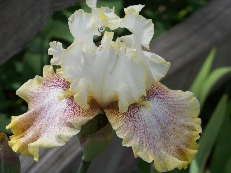 Photo of Tall Bearded Iris (Iris 'Ring Around Rosie') uploaded by mattsmom