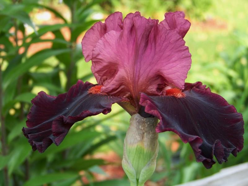 Photo of Tall Bearded Iris (Iris 'Wearing Rubies') uploaded by mattsmom
