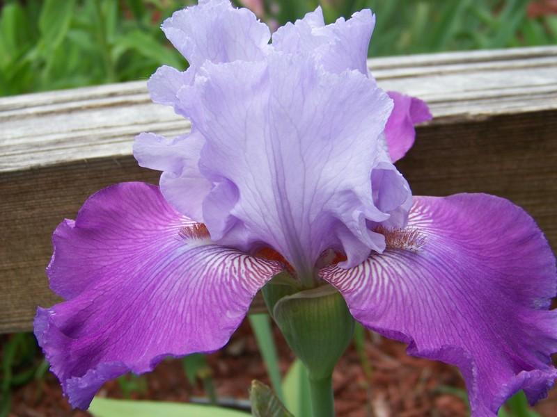 Photo of Tall Bearded Iris (Iris 'Carl and Sissy') uploaded by mattsmom