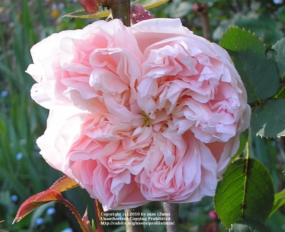 Photo of Rose (Rosa 'St. Cecilia') uploaded by zuzu