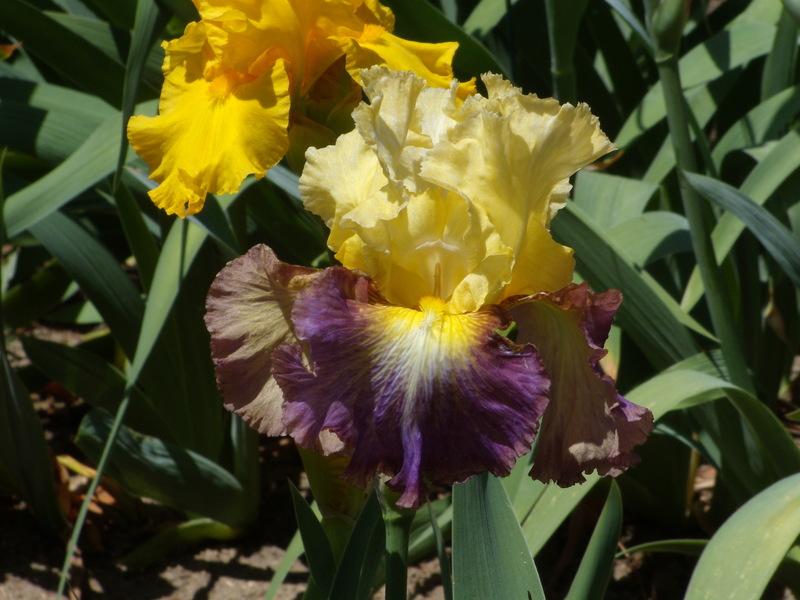 Photo of Tall Bearded Iris (Iris 'Bold Move') uploaded by Betja