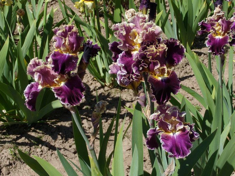 Photo of Tall Bearded Iris (Iris 'Montmartre') uploaded by Betja