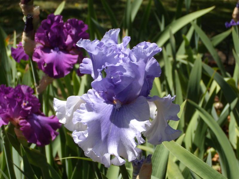 Photo of Tall Bearded Iris (Iris 'Raging Tide') uploaded by Betja