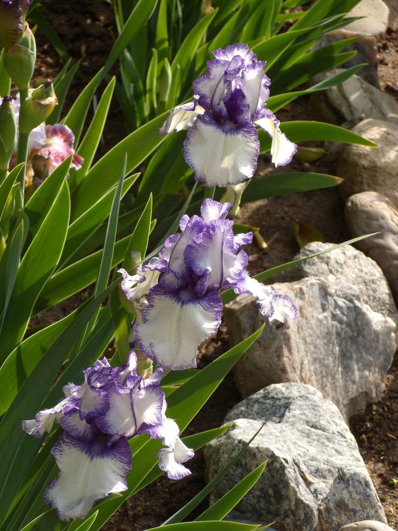 Photo of Border Bearded Iris (Iris 'Orinoco Flow') uploaded by Betja