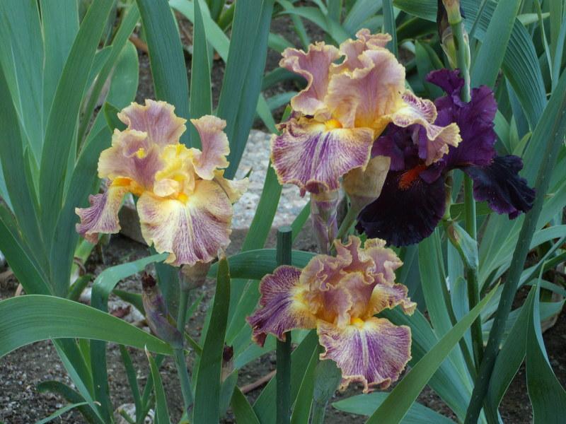 Photo of Border Bearded Iris (Iris 'Glo-Ray Hallelujah') uploaded by Betja