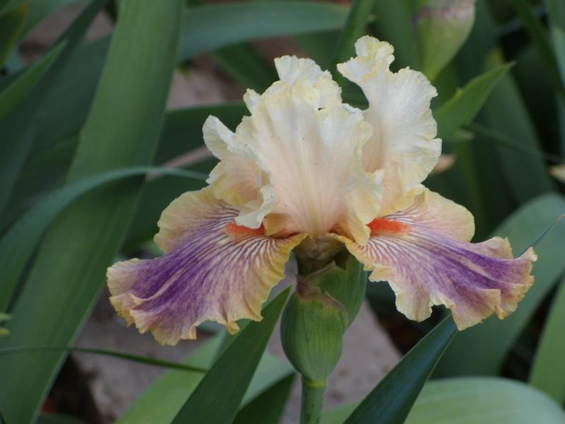 Photo of Tall Bearded Iris (Iris 'Carnival of Color') uploaded by Betja