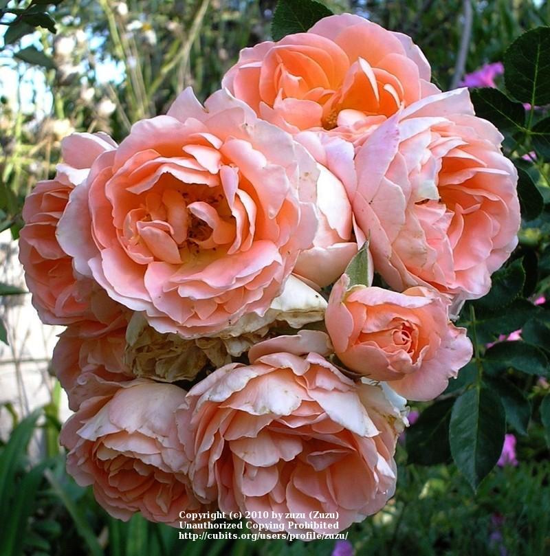Photo of Rose (Rosa 'Summer Dream') uploaded by zuzu