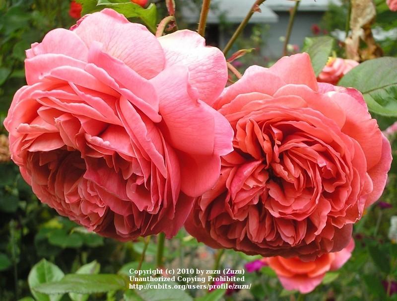 Photo of Rose (Rosa 'Summer Song') uploaded by zuzu