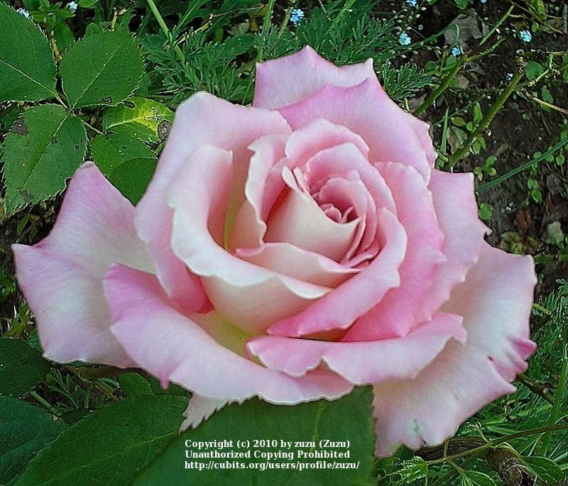 Photo of Rose (Rosa 'Strawberry Romance') uploaded by zuzu