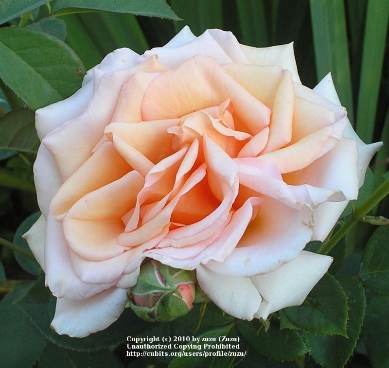 Photo of Rose (Rosa 'Sunset Celebration') uploaded by zuzu