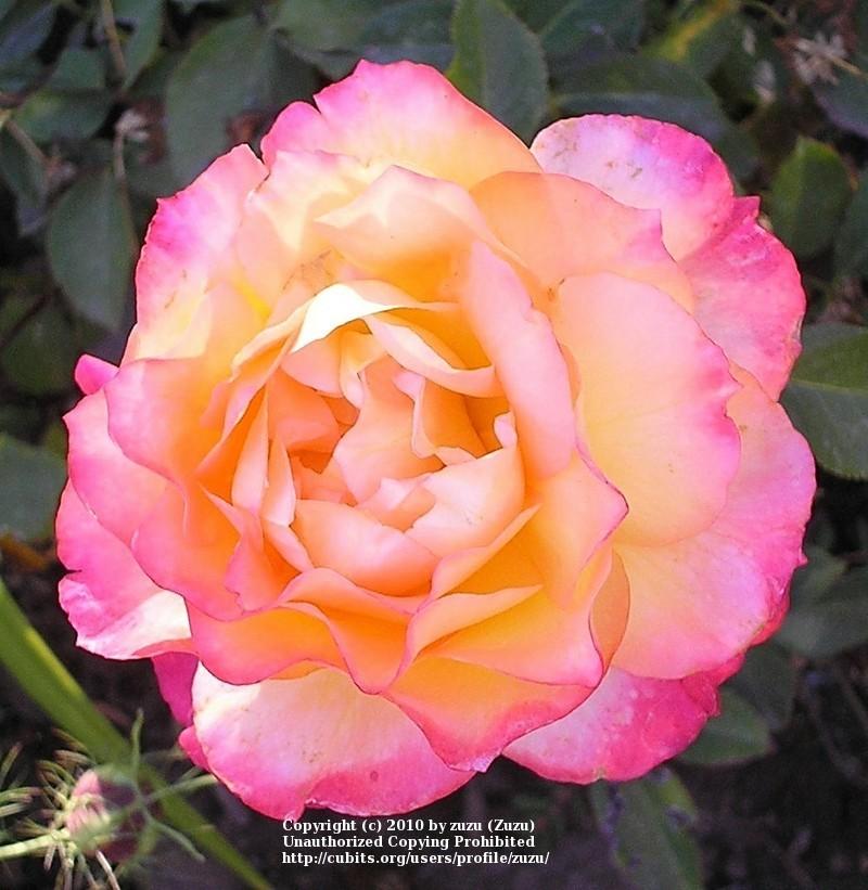 Photo of Rose (Rosa 'Summer of Love') uploaded by zuzu