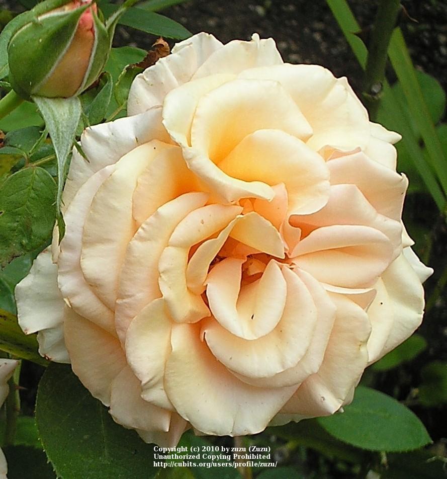 Photo of Rose (Rosa 'Sunset Celebration') uploaded by zuzu