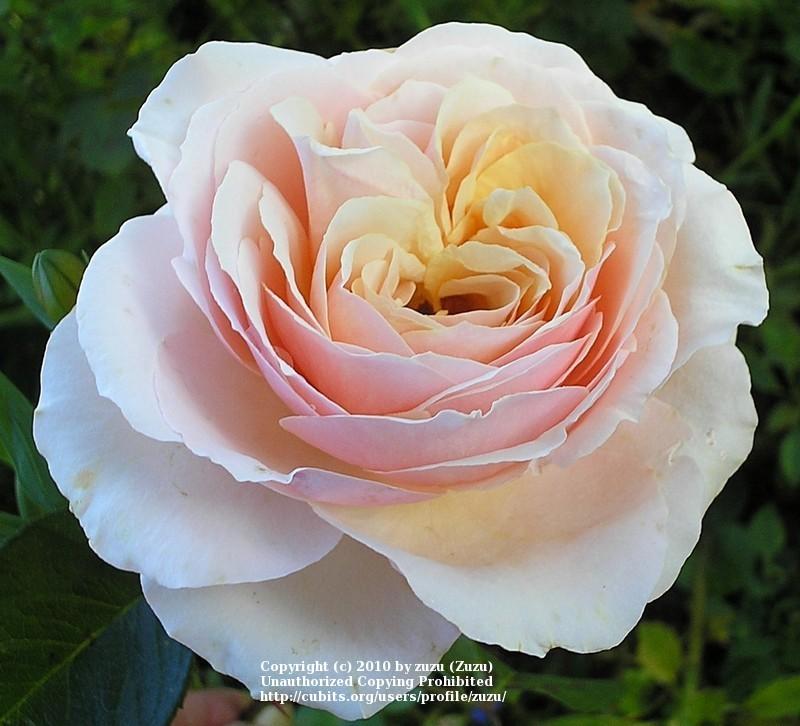 Photo of Rose (Rosa 'Sue Hipkin') uploaded by zuzu