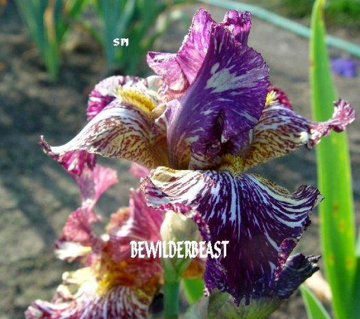 Photo of Tall Bearded Iris (Iris 'Bewilderbeast') uploaded by irisloverdee