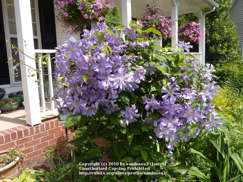 Photo of Clematis 'Prince Charles' uploaded by sandnsea2