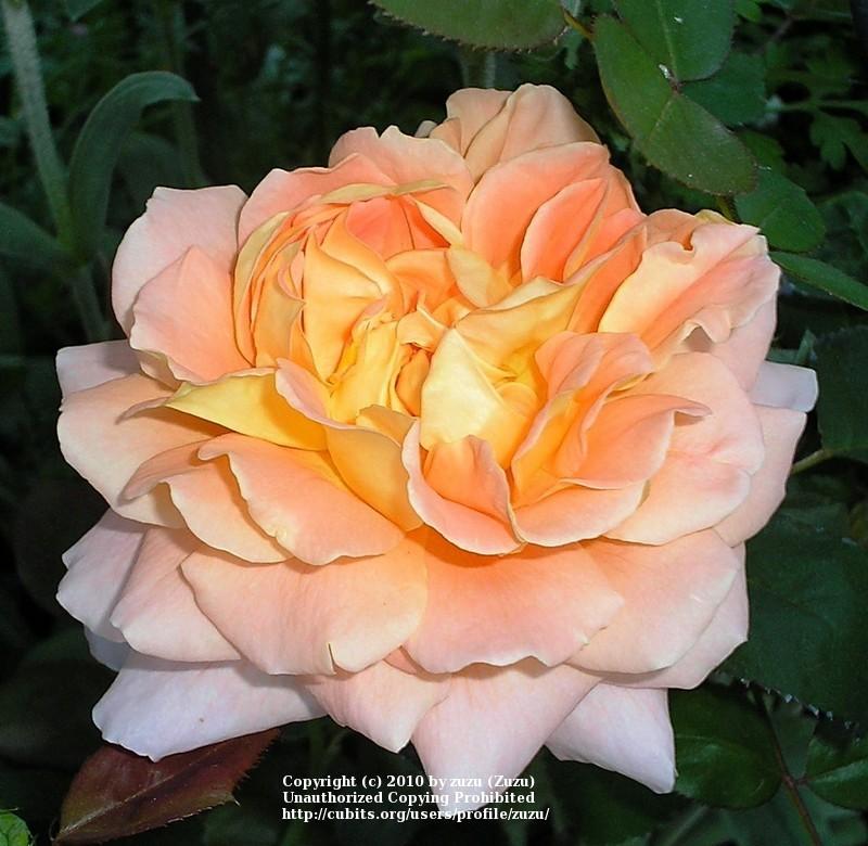 Photo of Rose (Rosa 'Tamora') uploaded by zuzu