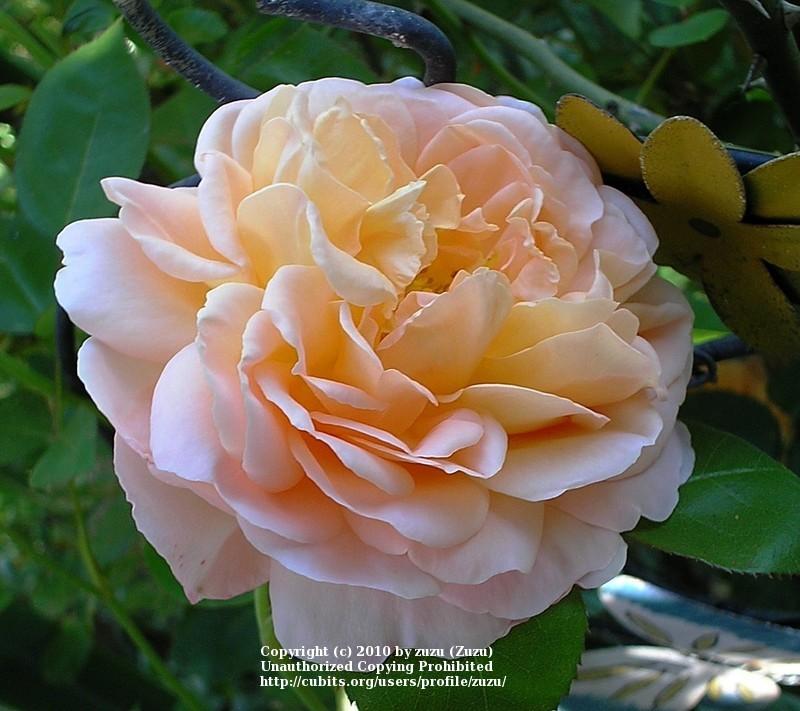 Photo of Rose (Rosa 'Tamora') uploaded by zuzu