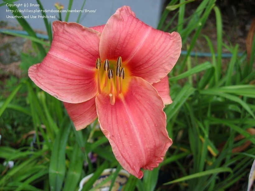Photo of Daylily (Hemerocallis 'Chicago Rosy') uploaded by TwinLakesChef