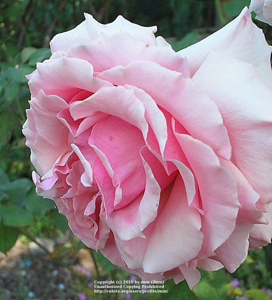 Photo of Rose (Rosa 'Tournament of Roses') uploaded by zuzu