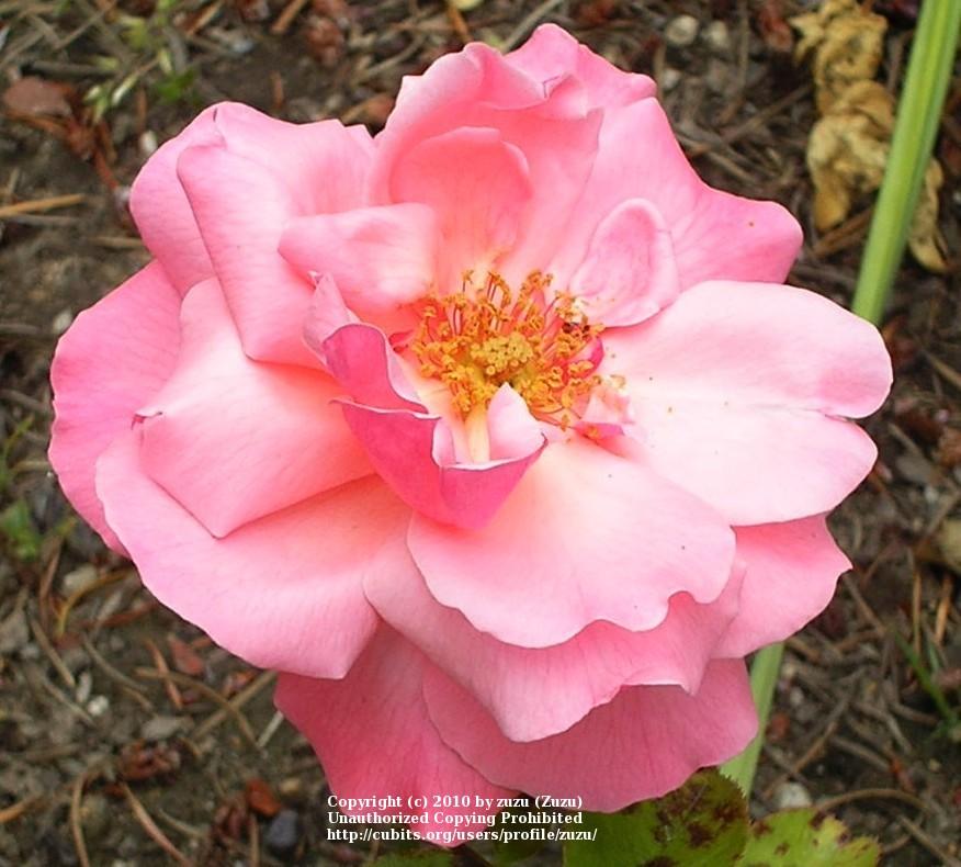 Photo of Rose (Rosa 'Timothy Eaton') uploaded by zuzu
