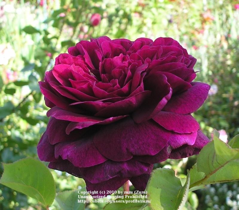 Photo of English Shrub Rose (Rosa 'The Prince') uploaded by zuzu