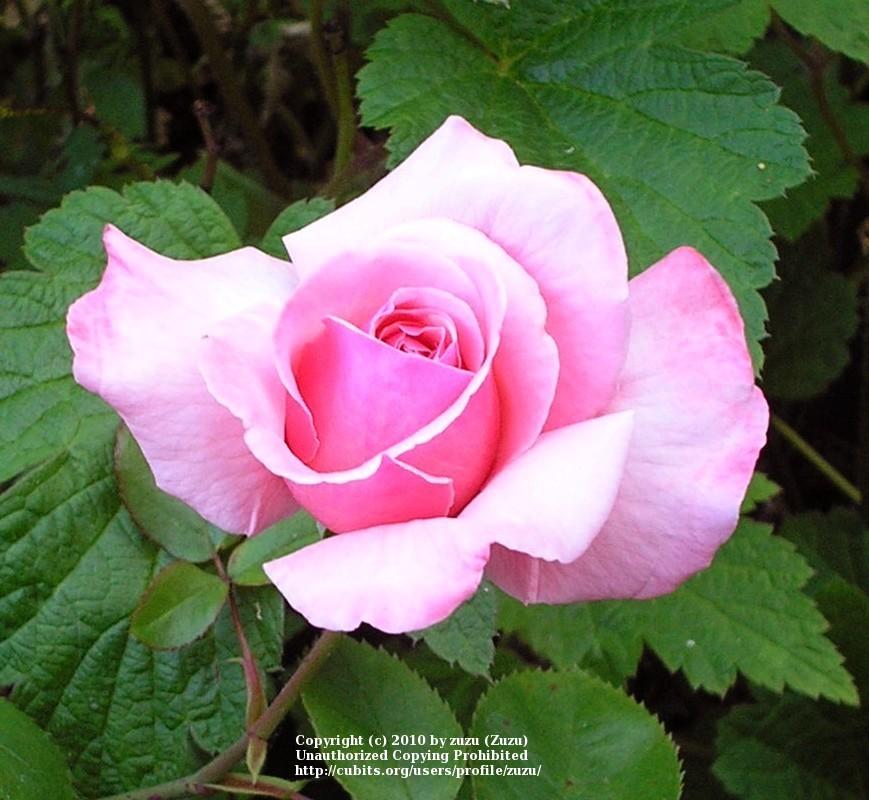 Photo of Rose (Rosa 'Timothy Eaton') uploaded by zuzu