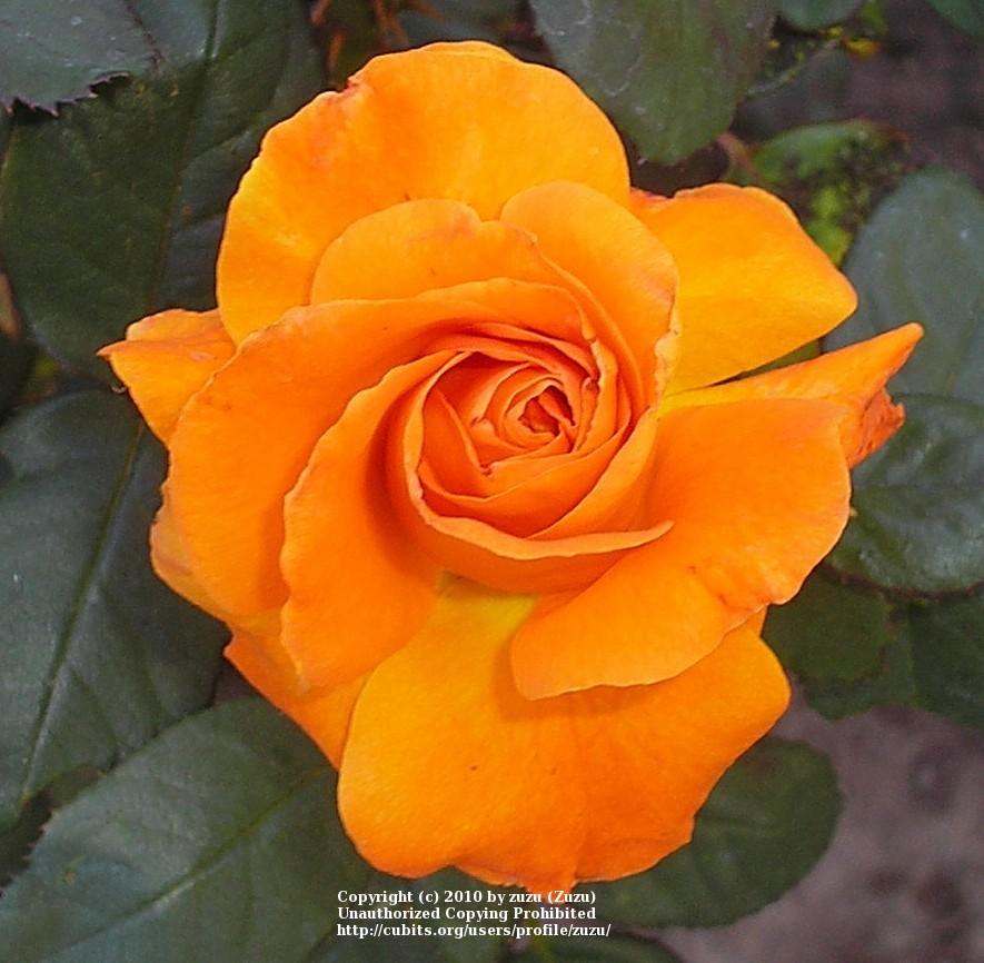 Photo of Rose (Rosa 'Vavoom') uploaded by zuzu