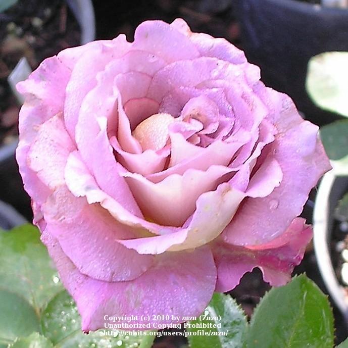 Photo of Rose (Rosa 'Twilight Zone') uploaded by zuzu