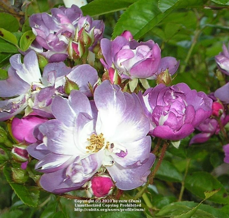 Photo of Rambling Rose (Rosa 'Veilchenblau') uploaded by zuzu