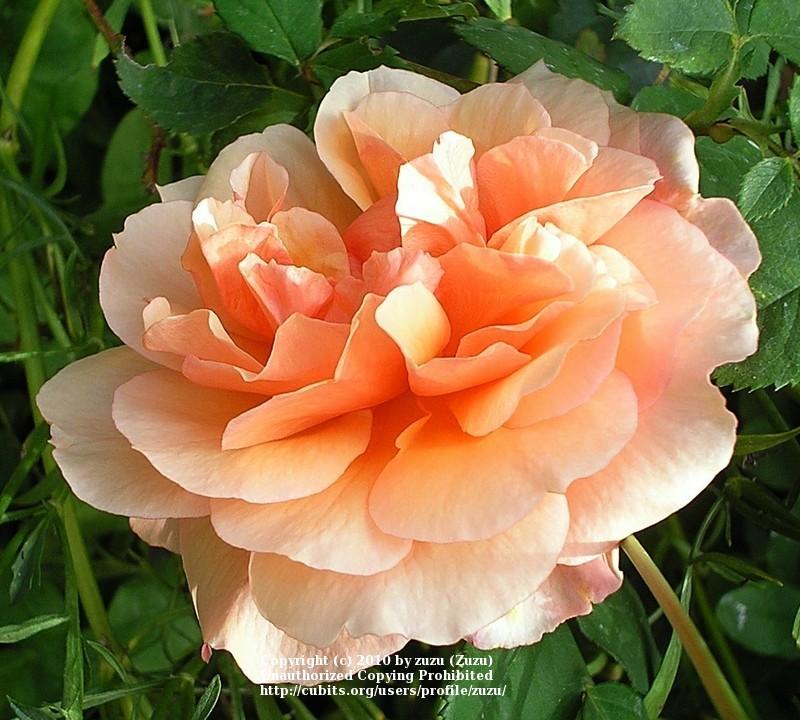 Photo of Rose (Rosa 'Versigny') uploaded by zuzu