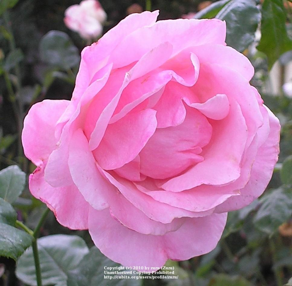 Photo of Rose (Rosa 'Unforgettable') uploaded by zuzu